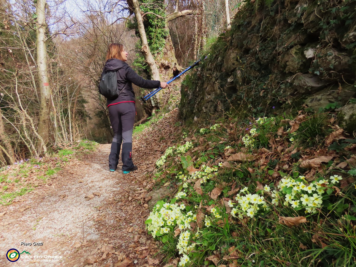16 Primula vulgaris-Primule in fiore.JPG